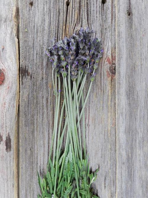 ENGLISH   LAVENDER